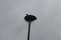Majestátny vták uviazol pri obci Ulič: Bocian nezvládol odlet do Afriky, čakajú ho ťažké časy!