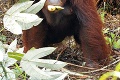 Veselý kalendár nemá obdobu: Orangutany strúhali opičky