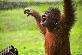 Veselý kalendár nemá obdobu: Orangutany strúhali opičky