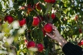 Ovocinári varujú: Zabúdame na jablká!