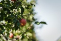 Ovocinári varujú: Zabúdame na jablká!