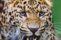 V Košiciach sa po 30 rokoch udomácnili leopardy čínske: Hviezdou zoo je veľký drak!
