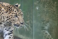 V Košiciach sa po 30 rokoch udomácnili leopardy čínske: Hviezdou zoo je veľký drak!