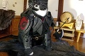 Mačky v slávnych outfitoch! Majiteľ ich prezlieka podľa filmov