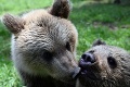 Ich osud je spečatený: Odborníci rozhodli, čo urobia s medveďmi, ktoré stratili plachosť