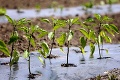 Týmto farmám záleží na zdraví. Zvieratá nekŕmia chémiou