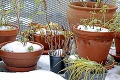 Muškáty, begónie či citrusy dokážu prečkať chladné mesiace: Ako zazimovať balkón či terasu?