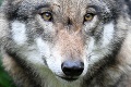 Ochranári sú zdesení: Nové kvóty na odstrel vlkov prekonali ich najhoršie očakávania