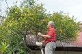 František má vitamín C z vlastnej záhrady: Skutočná rarita! Z tohto kríka oberie až 50 kg citrónov