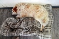 V potoku pri Giraltovciach našli umierajúceho psíka: Ľudská beštia si z neho urobila živý terč