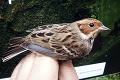 Slovenskí ornitológovia nadšení z unikátneho objavu: Tento vtáčik sa u nás vyskytol druhýkrát v histórii!