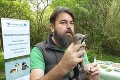 Slovenskí ornitológovia nadšení z unikátneho objavu: Tento vtáčik sa u nás vyskytol druhýkrát v histórii!