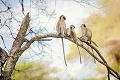 Vedci skúmali vzťahy samcov a samičiek paviánov dlhých 35 rokov: Čo zistili, ich úprimne prekvapilo