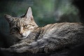 Na Slovensku sa rozbieha jedinečný medzinárodný projekt: V prírode stopujú vzácnu mačku divú