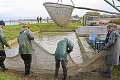 Rybári zo Zemplína začali s výlovom sviatočnej pochúťky: Za vianočného kapra si tento rok priplatíme