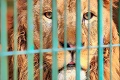 Francúzsko plánuje zakázať zvieratá v cirkusoch, stopnúť chce aj norkové farmy