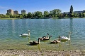 Bratislavčania sú pri návšteve legendárneho Štrkovca v šoku: Mŕtve jazero! Kam zmizli všetky labute?