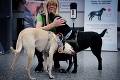 Pozitívne správy z boja proti koronavírusu: Nemci na stope lieku,vo Fínsku chorobu odhalia psy