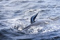 Bolestivé rozhodnutie: Záchranári museli pristúpiť k eutanázii štyroch uviaznutých veľrýb
