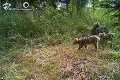 Na Slovensku sa rozbieha jedinečný medzinárodný projekt: V prírode stopujú vzácnu mačku divú