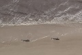 Smutný pohľad: Na tasmánskom pobreží uviazlo už takmer 500 veľrýb, veľkému množstvu nedokázali pomôcť