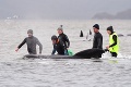 Smutný pohľad: Na tasmánskom pobreží uviazlo už takmer 500 veľrýb, veľkému množstvu nedokázali pomôcť