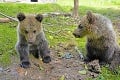 Zoo Košice sa teší z rekordnej návštevnosti: Ľudí lákala rodinka tukanov aj zachránené medvieďatá