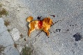 Veroniku v Čunove napadol pri venčení agresívny pes: Tragické následky!