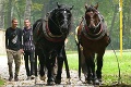 Do údržby žilinského lesoparku zapojili vzácnych pomocníkov: Ťažké stroje nahradili kone
