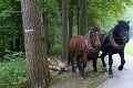 Do údržby žilinského lesoparku zapojili vzácnych pomocníkov: Ťažké stroje nahradili kone