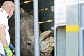 Zoo v Bratislave má nového nosorožca z Anglicka: Statnú Tootsie spustili žeriavom