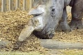 Zoo v Bratislave má nového nosorožca z Anglicka: Statnú Tootsie spustili žeriavom