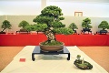 V Košiciach vystavovali nádherné bonsaje: Cena najvzácnejších sa šplhá na desaťtisíce eur