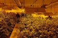 Protidrogová razia v Komárne: NAKA zaistila viac ako tisíc rastlín cannabisu