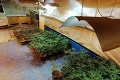 Protidrogová razia v Komárne: NAKA zaistila viac ako tisíc rastlín cannabisu