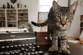 V dome spisovateľa Hemingwaya žije 50 mačiek: Majú rovnakú anomáliu, turisti sa nevedia vynadívať