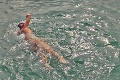 Detaily plavby Slovenky Ingrid cez kanál La Manche: Prečo som plávala len v nohavičkách?