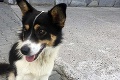 Šťastný príbeh zatúlaného psíka: Chlpáč vyšliapal až na Chopok