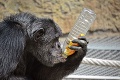 Bratislavská zoo nedá dopustiť na zvieracích miláčikov: Takýto wellness im doprajeme