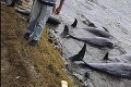 Na pobreží Maurícia našli mŕtve delfíny: Ochrancovia bijú na poplach, smrdeli po nafte!