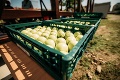 Kaufland sa školákom celý rok postará o čerstvé ovocie a zeleninu