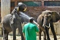 Pavilón slonov v bojnickej zoo v modernom šate: Gula a Maja dostali nový príbytok za milióny