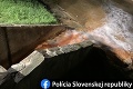 Policajná akcia v obľúbenom termálnom kúpalisku na juhu Slovenska: Vážne podozrenia