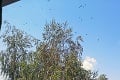 Problém so smradľavými chrobákmi má ďalšie mesto: Bánovce nad Bebravou obsadili bzdochy! Prekvapivá reakcia mesta