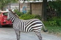 Ľudia si šli oči vyočiť: Medzi bytovkami v Piešťanoch pobehovala zebra