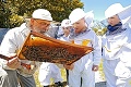 Bratislavská farma získala včelieho Oskara, nepoložil ich ani koronavírus: Prečo k nám nadšene chodia deti aj dospelí?