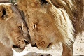 Trpký koniec zamilovaného levieho páru: Zoo nemala na výber, Hubert a Kalisa museli umrieť spolu
