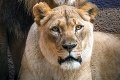 Trpký koniec zamilovaného levieho páru: Zoo nemala na výber, Hubert a Kalisa museli umrieť spolu