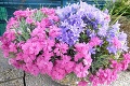Vladimírov balkón ukrýva pestovateľské skvosty, ktoré iní nevtesnajú ani na záhradu: Toto je moja oáza pokoja