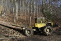 Ochrancovia prírody jasajú: Ťažba dreva minulý rok klesla, zásoby v lesoch narastajú